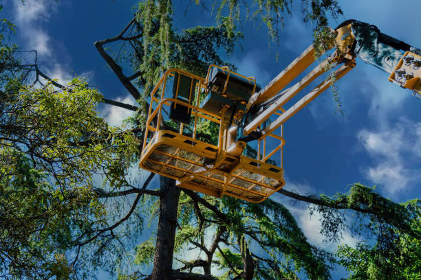 Tree Branch Trimming in Woodville, FL